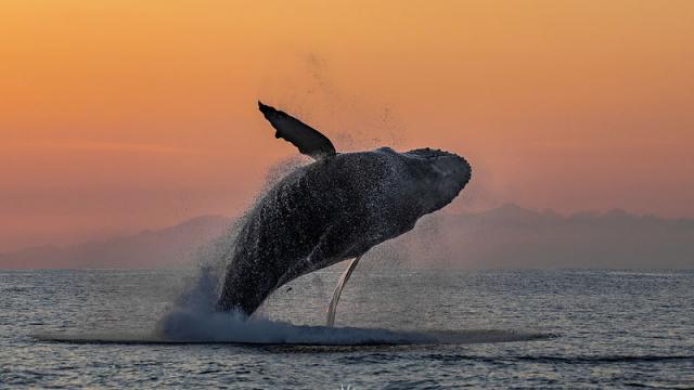 Mayotte Sunset Coucher De Soleil Baleine A Bosse Megaptera Novaeangliae Lagon Saut Whale Jump 2343 Xlarge
