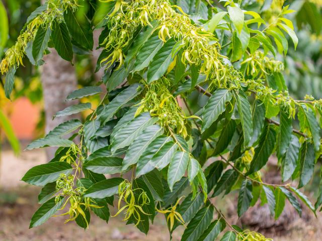 Coconi Ylang Ylang Jardin Botanique Mayotte 9903 Original