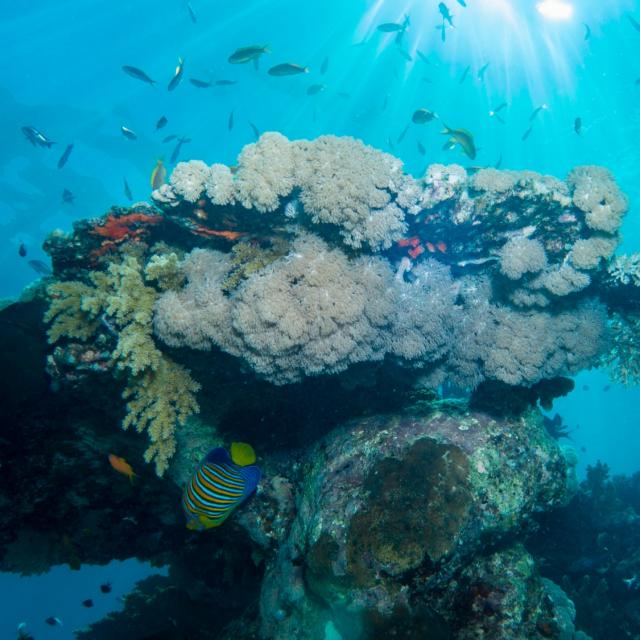 Gwen+le+bigot+ +patate+de+corail Id13049 2000x1126