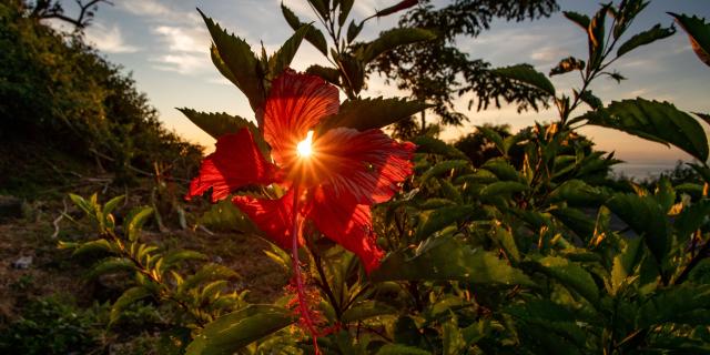 Hibiscus Fleur Soleil Mayotte 2019 Nature Flore Sunset 9817 Original Min