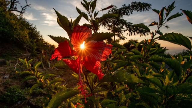 Hibiscus Fleur Soleil Mayotte 2019 Nature Flore Sunset 9817 Original Min