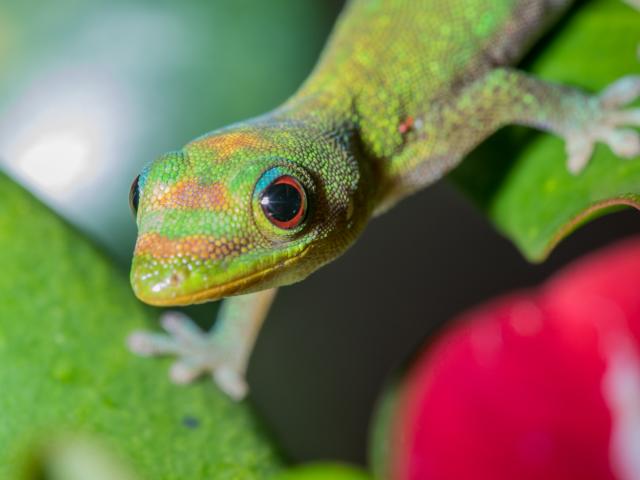 Macro Gecko Mayotte 2019 Faune Phelsuma Laticauda Lezard Nature Animaux 2638 Original