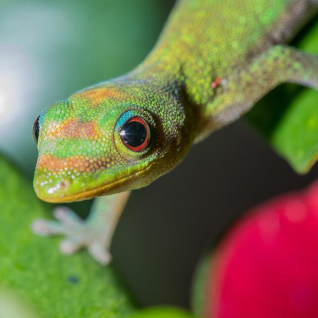 Macro Gecko Mayotte 2019 Faune Phelsuma Laticauda Lezard Nature Animaux 2638 Original
