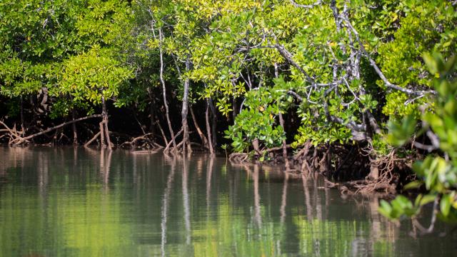 Mangrove Mayotte Aout 2020 5057 Original (1)