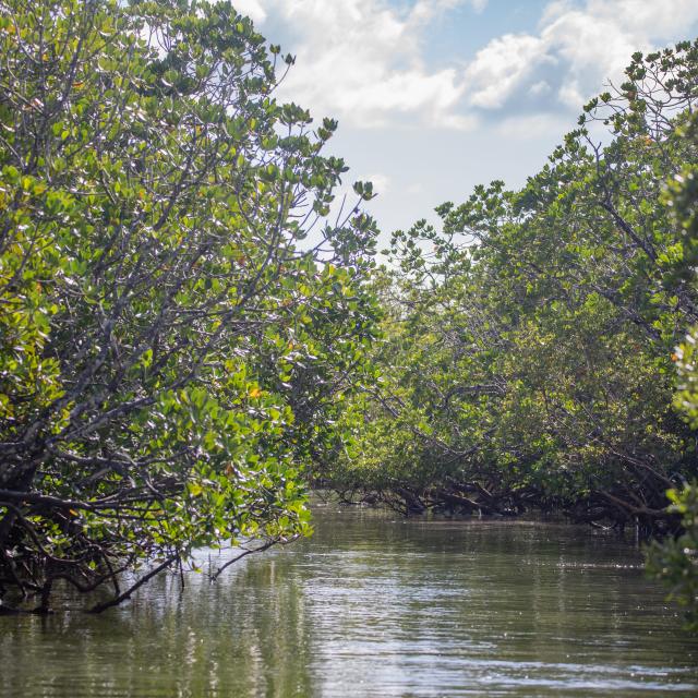 La mangrove de Mayotte est sinueuse et abrite bien des esprits