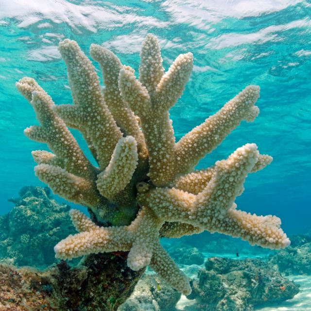 Marc Corail161 Id8087 2000x1333