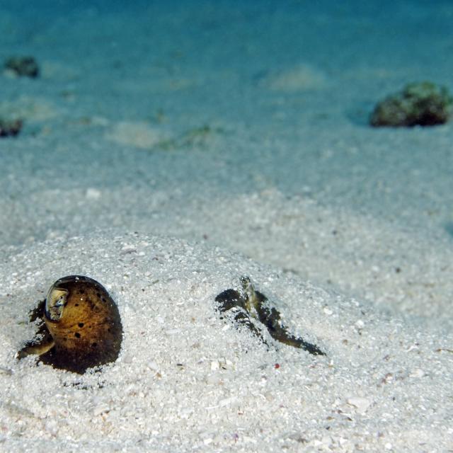 www.photo-sousmarine.com