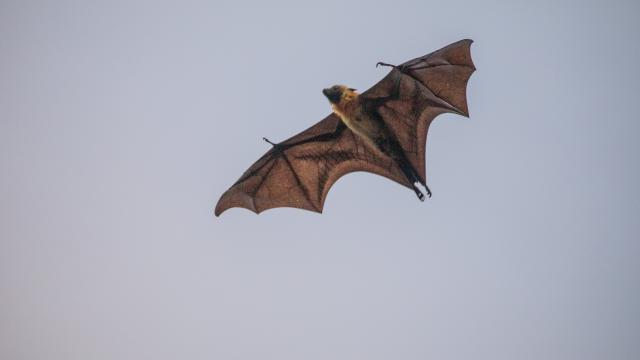 Mayotte Faune Chauve Souris Vol Mammiferes Nature 2074 Original Min