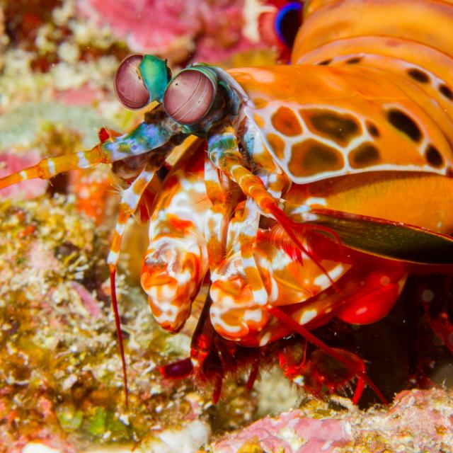 Mayotte Lagon Plongee Photo Sous Marine Underwater Picture Lagoon Squille Multicolore Odontodactylus Scyllarus Mantis Shrimp 0918 Original