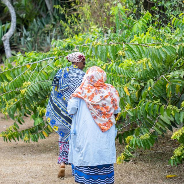 Mayotte Malavouni Salouva Boueni Ramassage Ylang Ylang Campagne 9821 Original