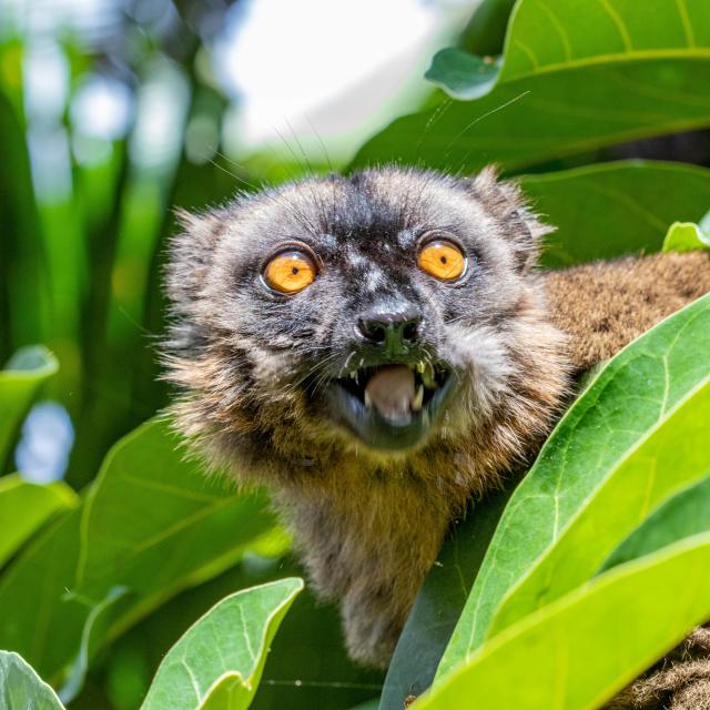 Mayotte Nature Plage Ngouja Maki Mange Baies 0615 Original Min