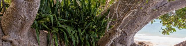 Mayotte Nature Tronc Arbre Souche Plage Ngouja 3071 Original (1)