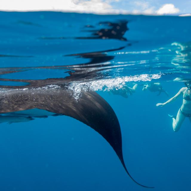 Mayotte Nature Underwater Sous Marin Manta Touristes Mise À Leau 3167 Original
