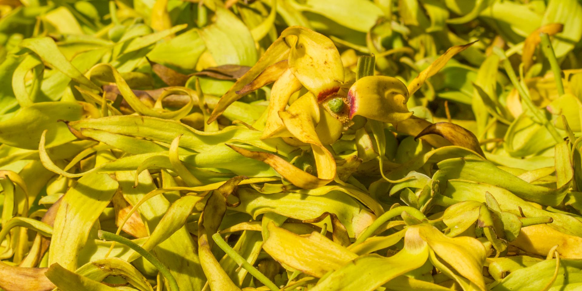 Mayotte Ylang Ylang Cananga Odorata Plantes Flore Nature 2479 Original