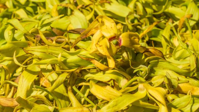 Mayotte Ylang Ylang Cananga Odorata Plantes Flore Nature 2479 Original