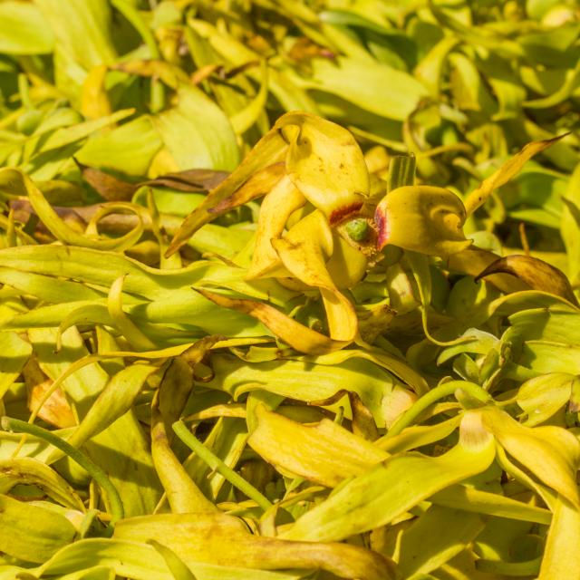 Mayotte Ylang Ylang Cananga Odorata Plantes Flore Nature 2479 Original