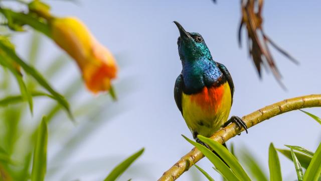 Souimanga Cinnyris Coquerellii Oiseaux Sakouli Mayotte Dec 19 0740 Original