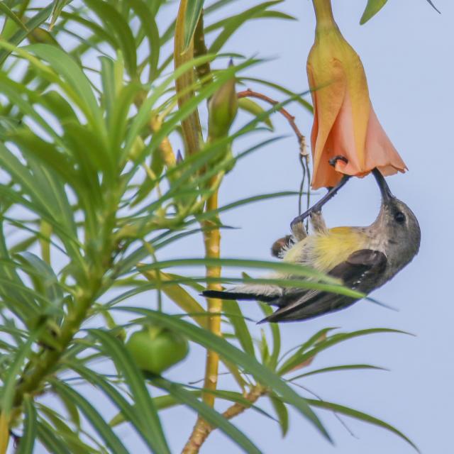 Souimanga Cinnyris Coquerellii Oiseaux Sakouli Mayotte Dec 19 0758 Original