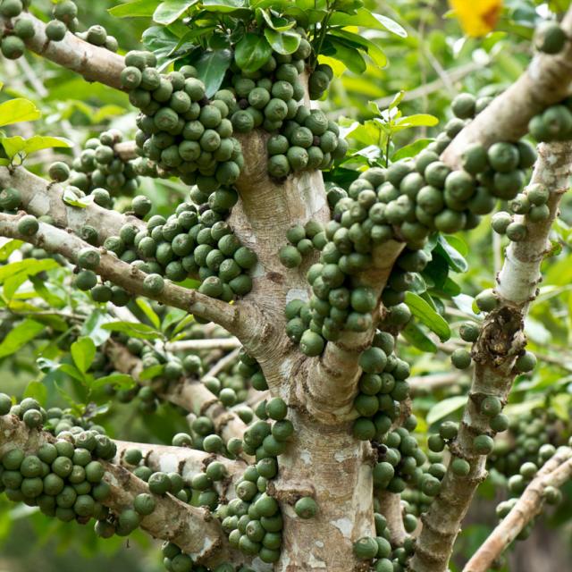 Ouangani, Barakani, Jardin Coconi