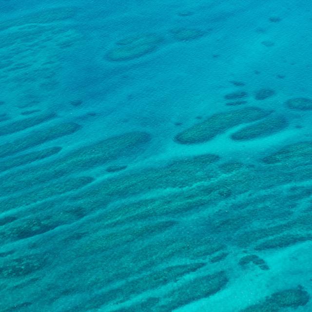 LAGON