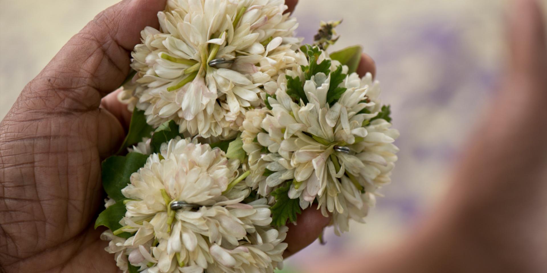 Debat, danse, jasmin, fleurs,