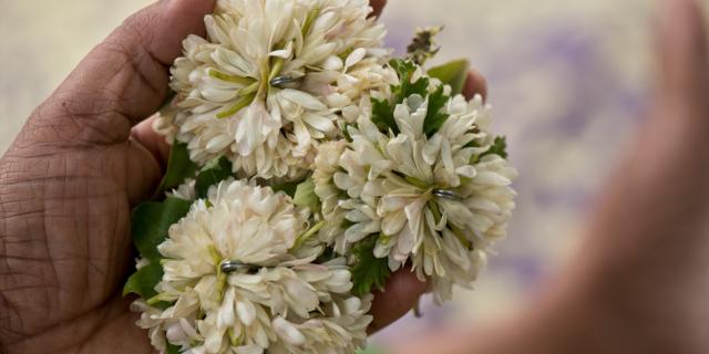 Debat, danse, jasmin, fleurs,