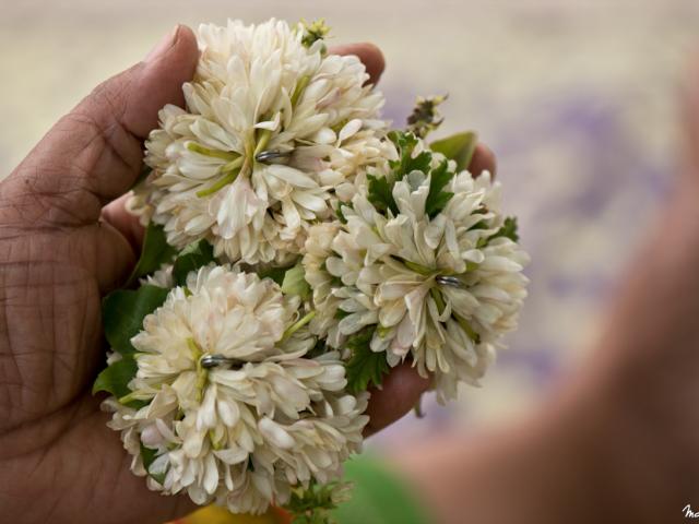 Debat, danse, jasmin, fleurs,