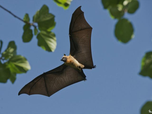 Vol, envol,chauve souris,